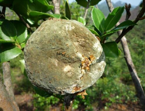 油茶饼病