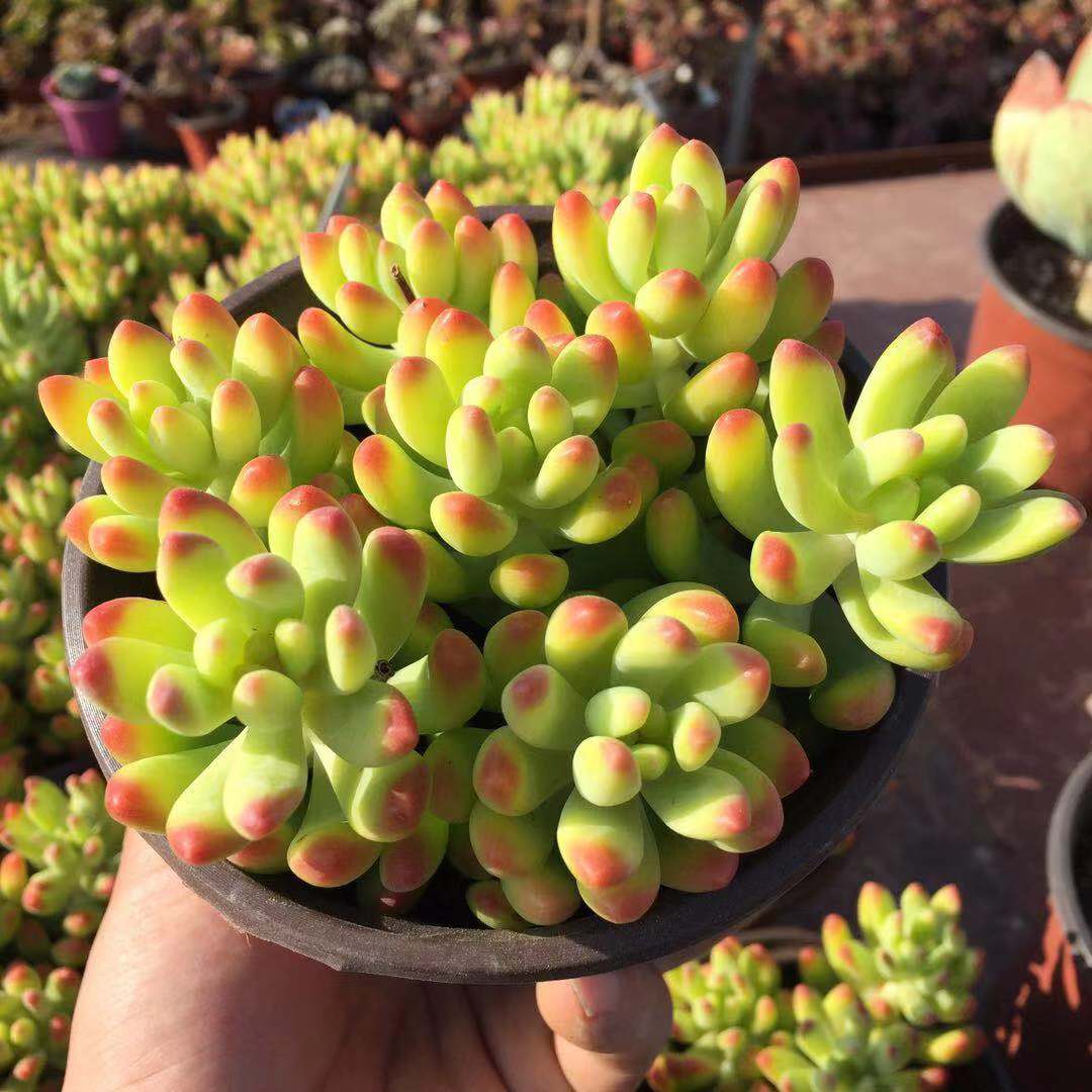 春萌