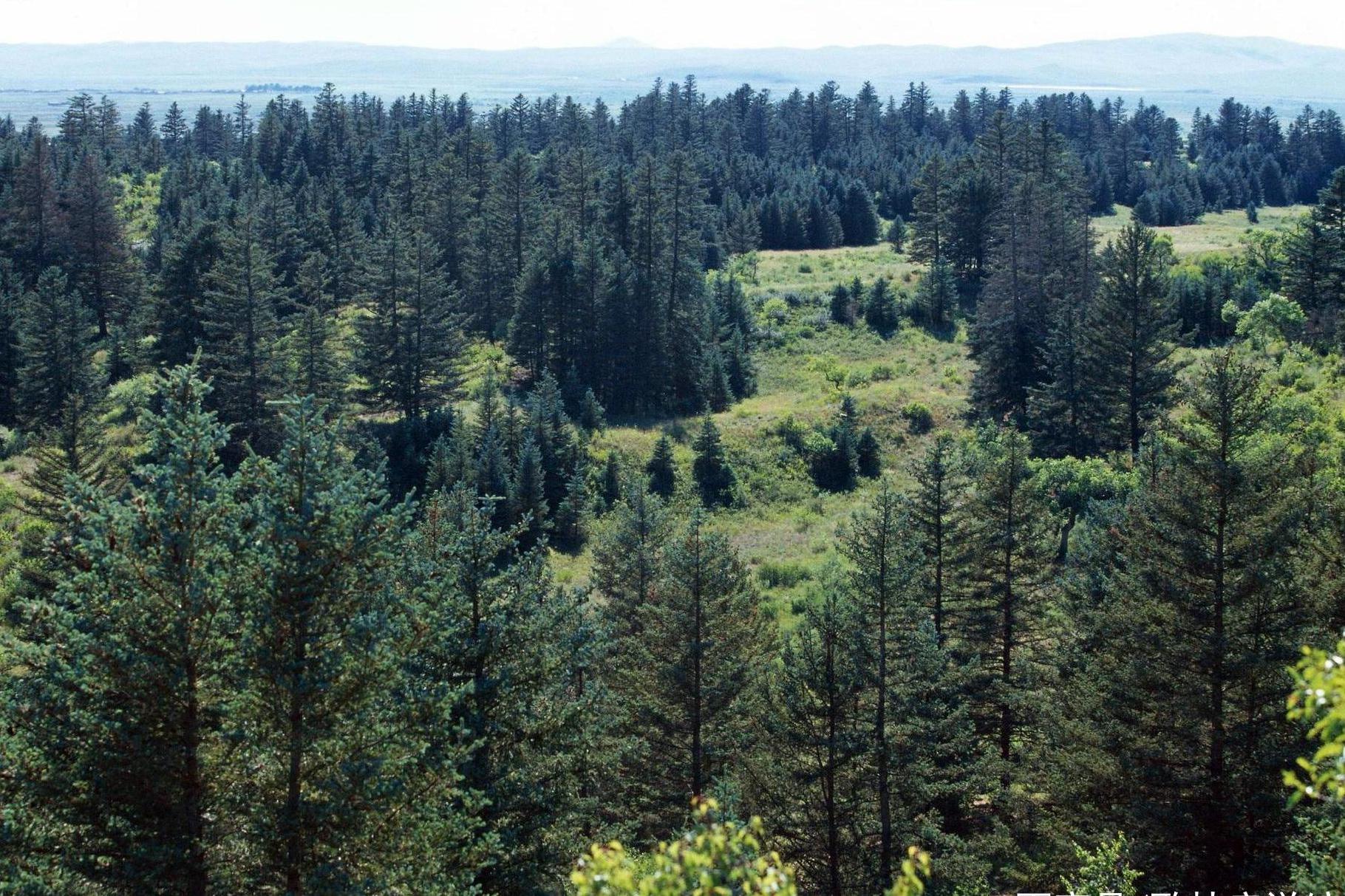 沙地云杉克什克腾群体10