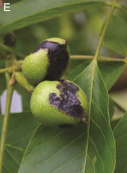  p data-id="gnauogr5ju">核桃黑斑病是由甘蓝黑腐黄单胞菌核桃黑斑