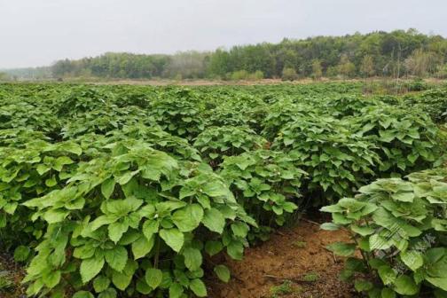 苎麻（荨麻科苎麻属植物）_百度百科