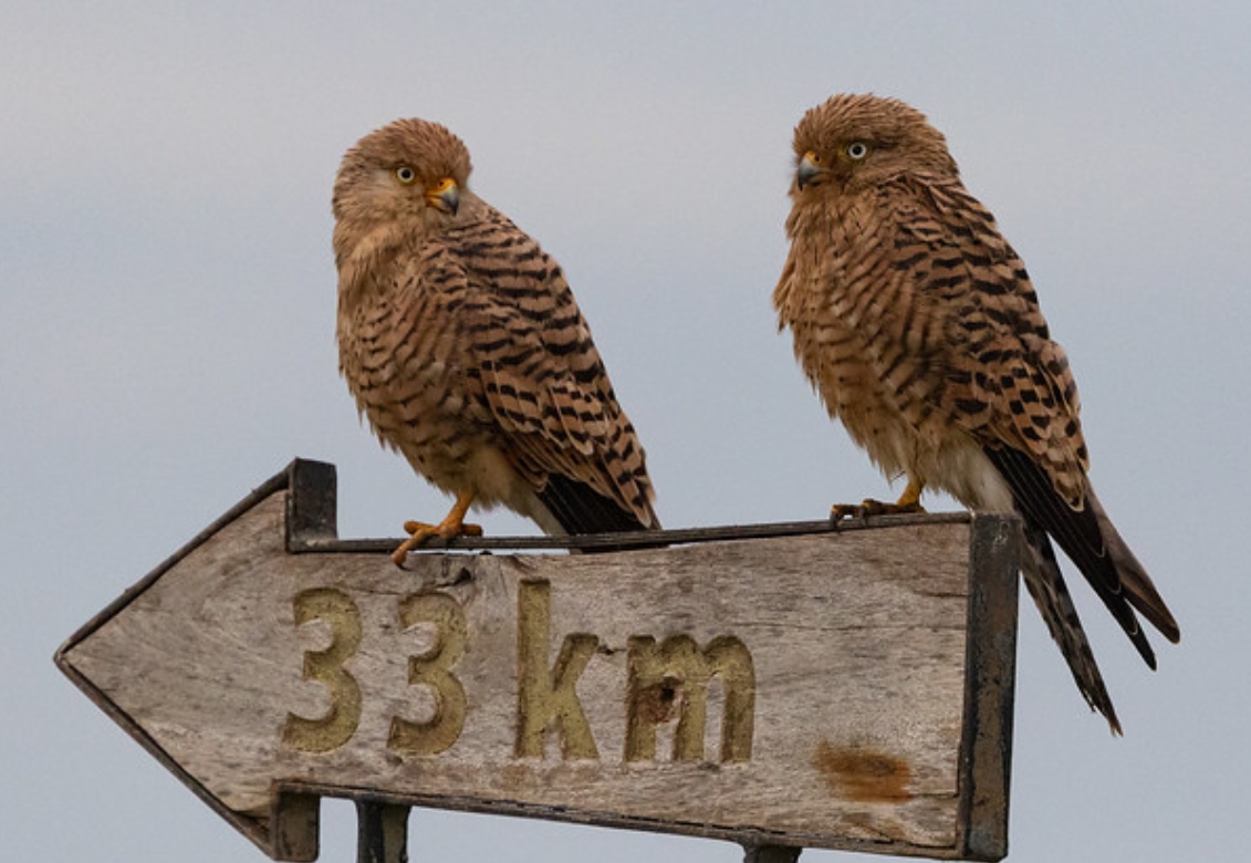  p>巨隼(学名: i>falco rupicoloides /i>):是隼科,隼属的一种猛禽.