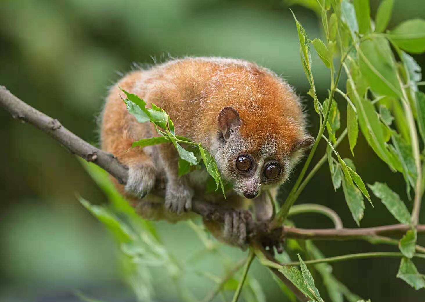 "> span class="ref" data-ctrid="thooee3ibs1o">倭蜂猴,别名小懒猴