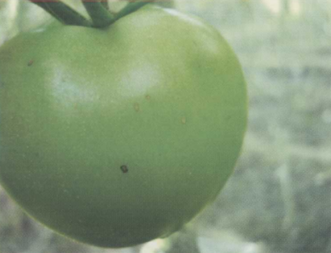 番茄细菌性斑点病