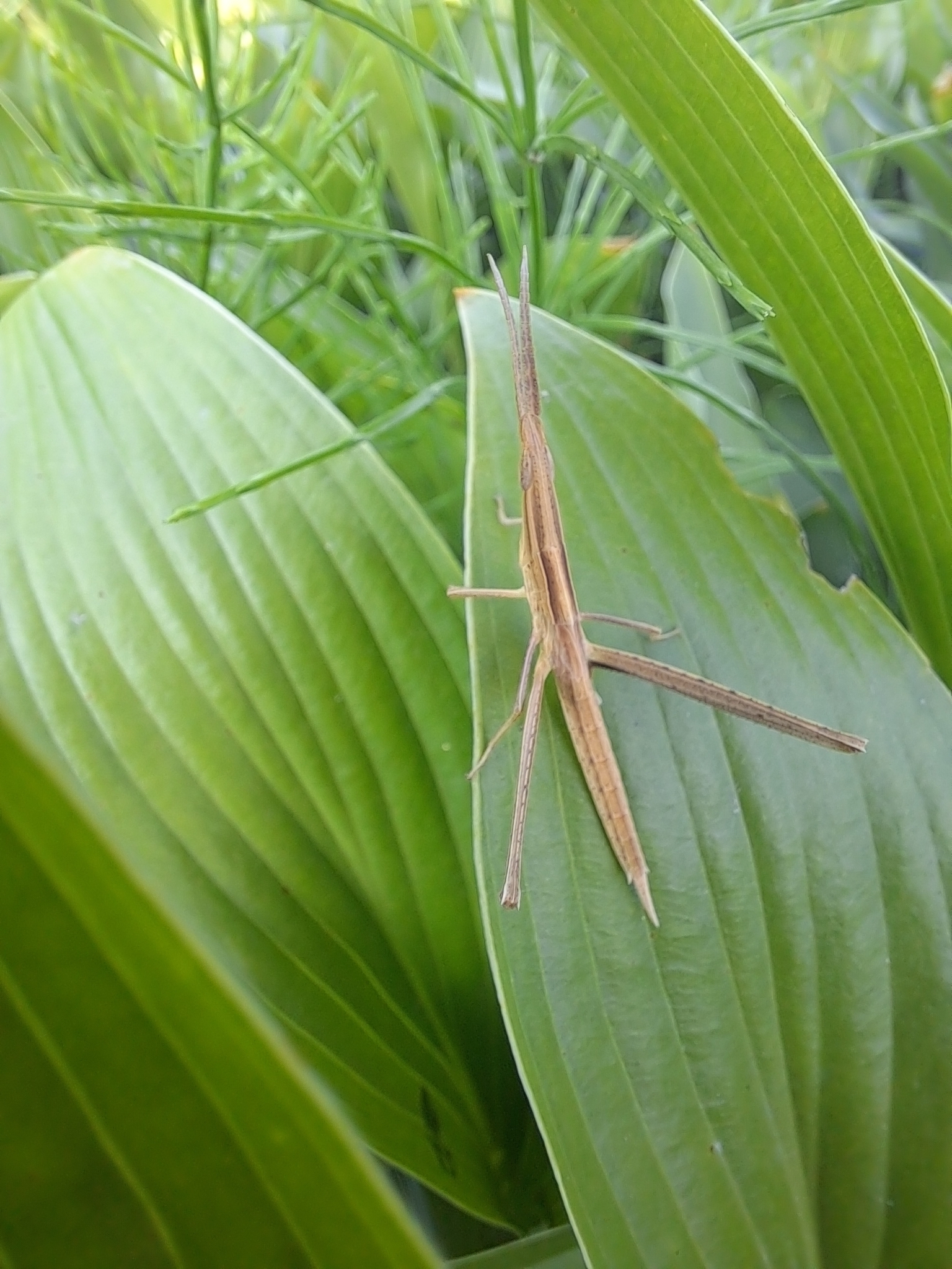  p>中华剑角蝗(学名: i>acrida cinerea /i>)是剑角蝗科,剑角蝗属昆虫