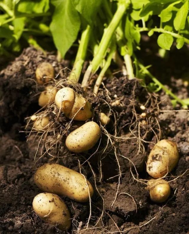 马铃薯块茎