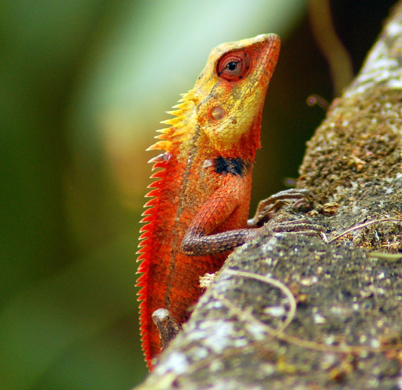 calotes versicolor
