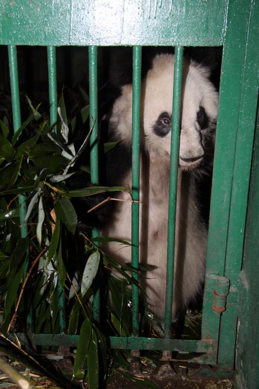  p data-id="gnvjr99wnc">成成,大熊猫,雌性,谱系号297.