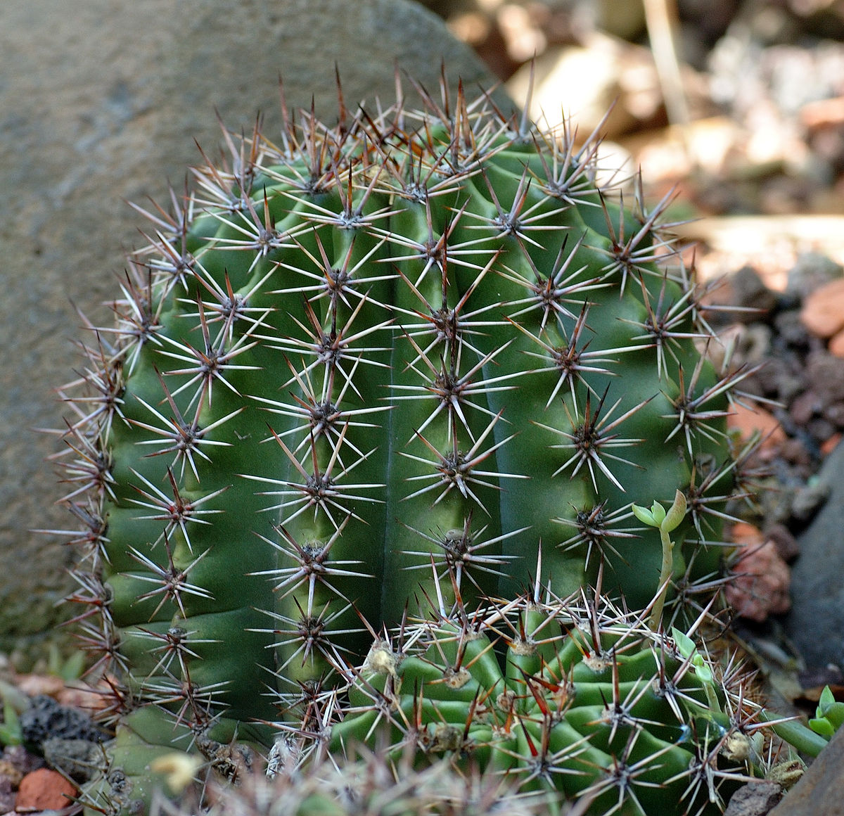 zucc. ex a.dietr.)是仙人掌科,仙人球属多年生草本多浆植物.