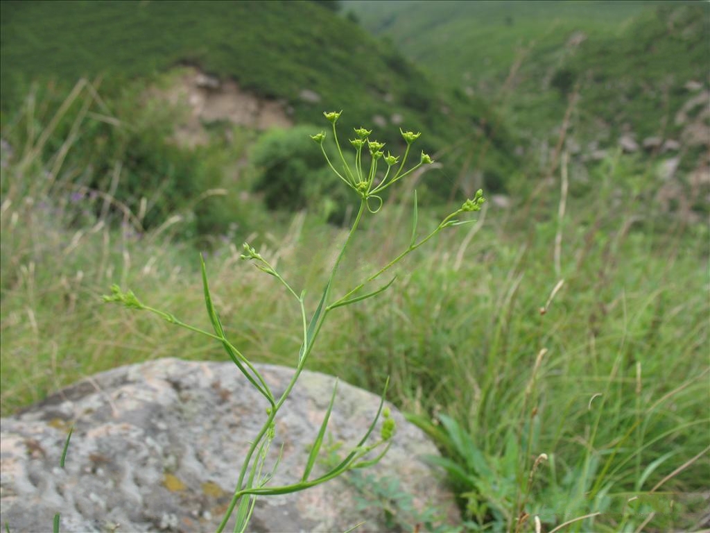  p>锥叶柴胡(学名: i>bupleurum bicaule /i> helm)是伞形科,柴胡属