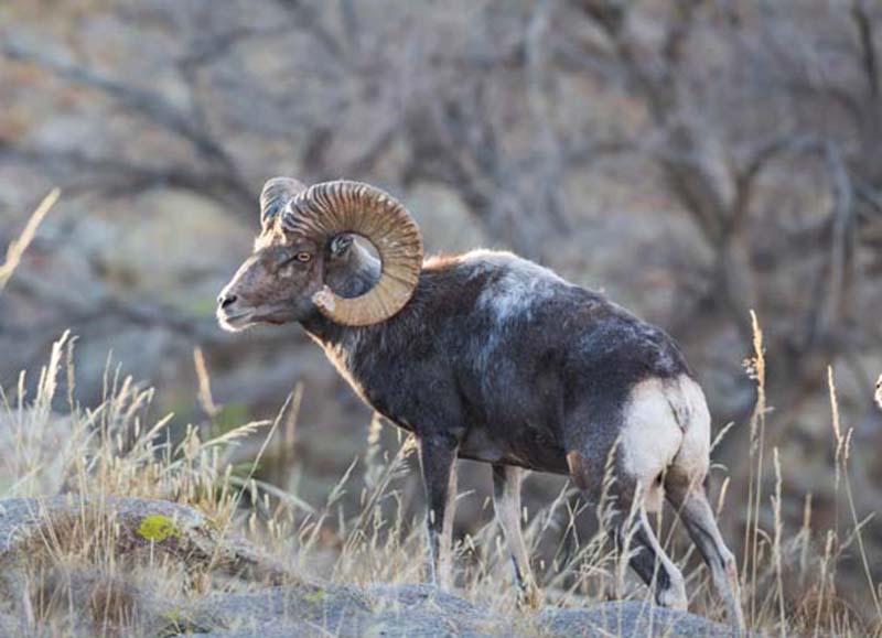  p>戈壁盘羊(学名: i>ovis darwini /i>):是牛科,盘羊属动物.
