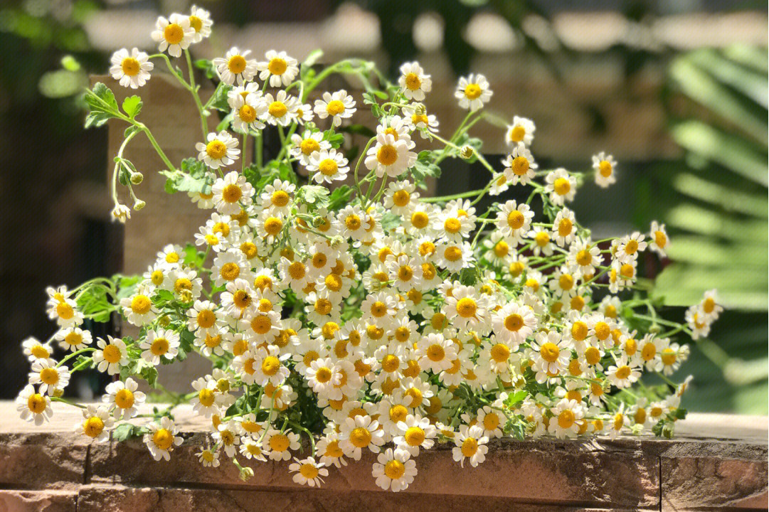 野甘菊