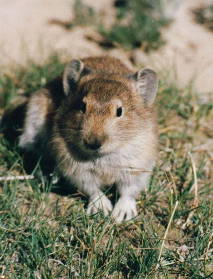 ">冬眠 /a>的植食性 a href="#" data-lemmaid="62197">哺乳动物 /a>