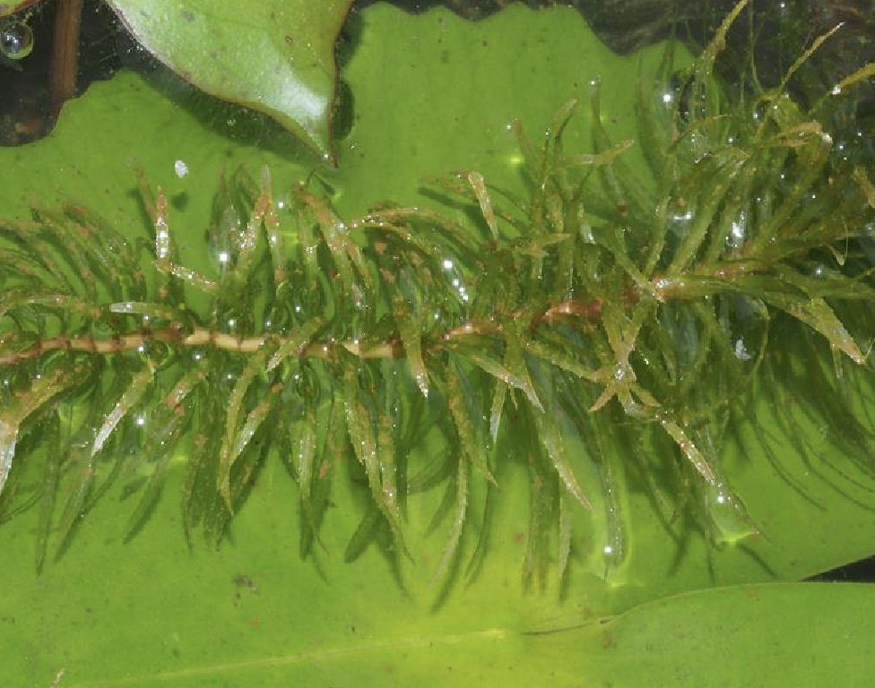 细叶蜈蚣草