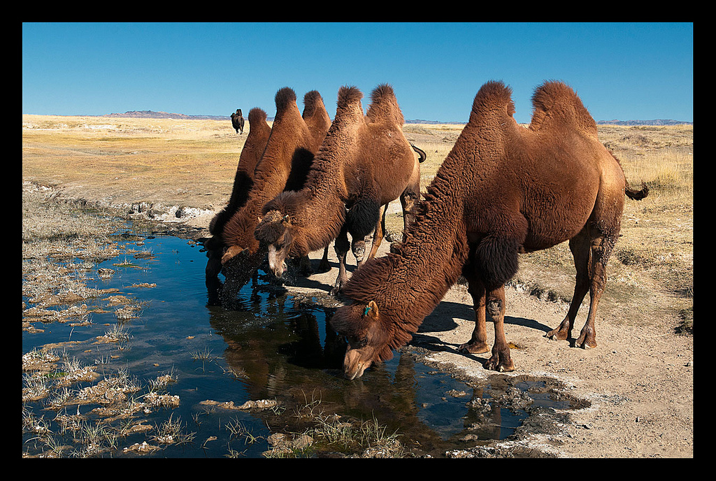 bactrian camel