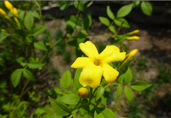  p>探春花(学名: i>jasminum floridum  b>  /b> /i>bunge)是木犀科
