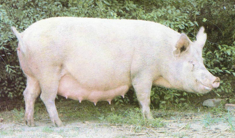  p>中国新育成的猪品种.简称哈白猪.