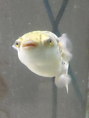  p>黄金豹纹狗头,别名大怪金;皇冠豹纹狗头;沙巴狗头.