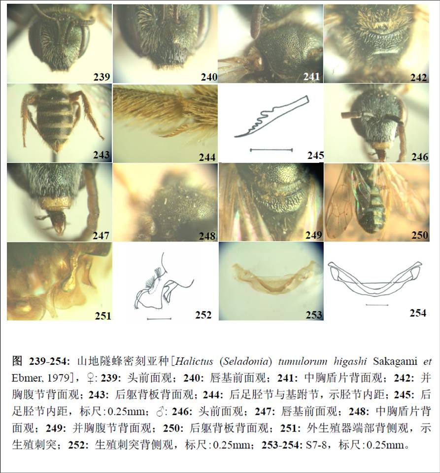 山地隧蜂密刻亚种