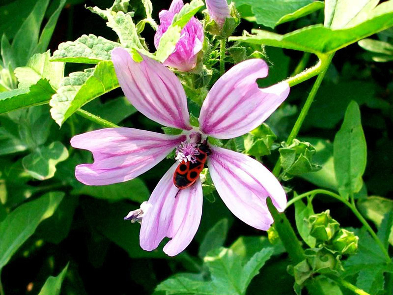  p>锦葵(学名: i>malva sinensis /i>  cavan.