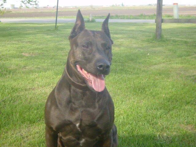  p>豹犬由黑色 a href="#" data-lemmaid="8205699">大丹 /a>犬,黑色