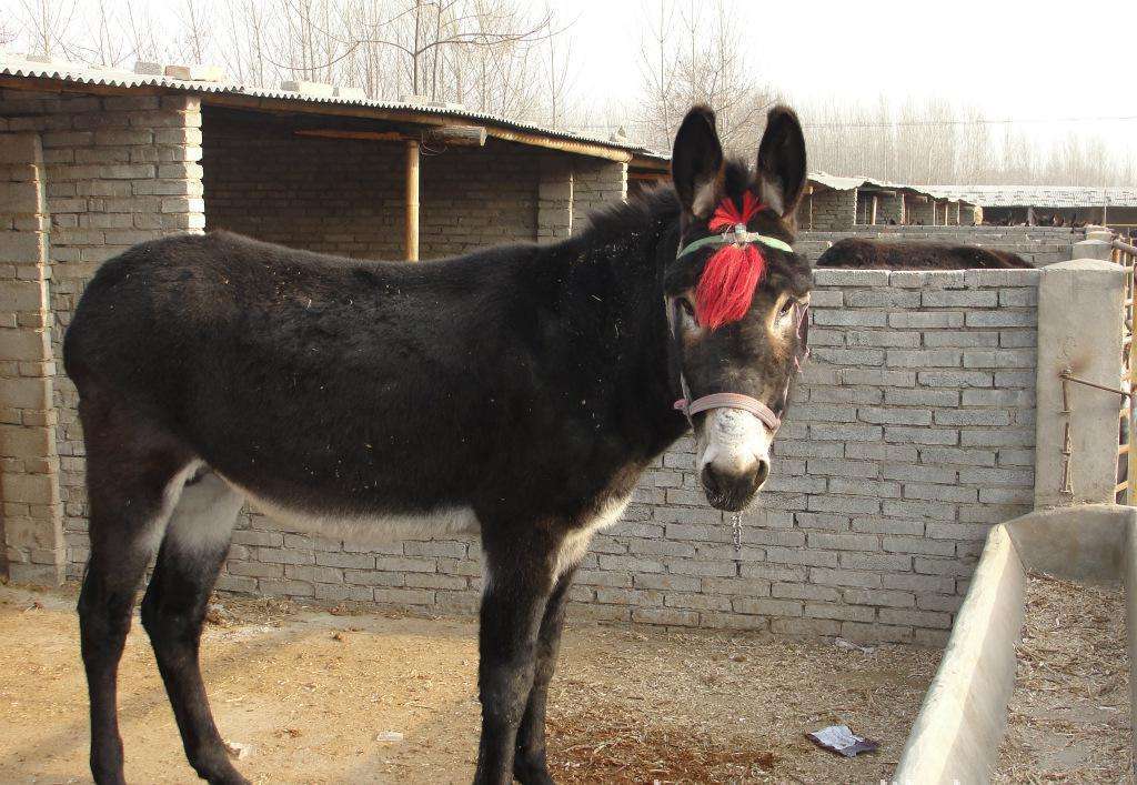 驴