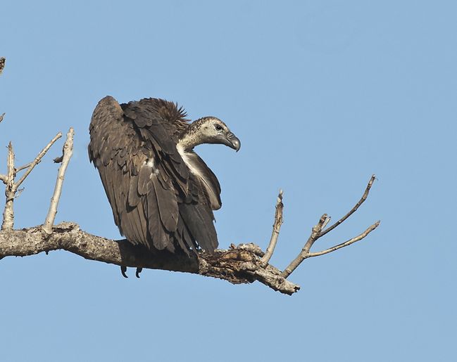 oriental white-backed vulture