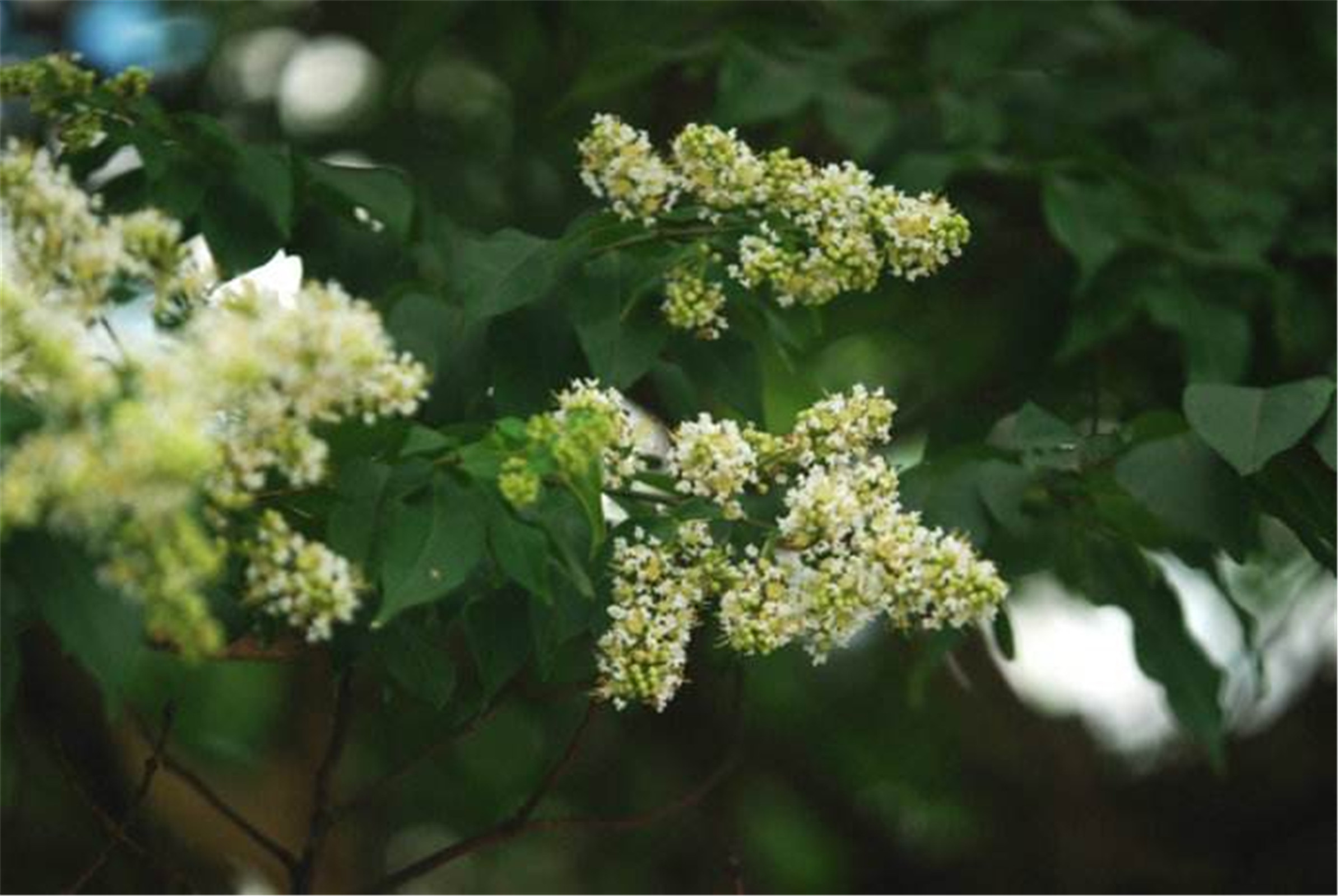  p>尾叶紫薇(  i>lagerstroemia caudata /i> chun et how ex s.