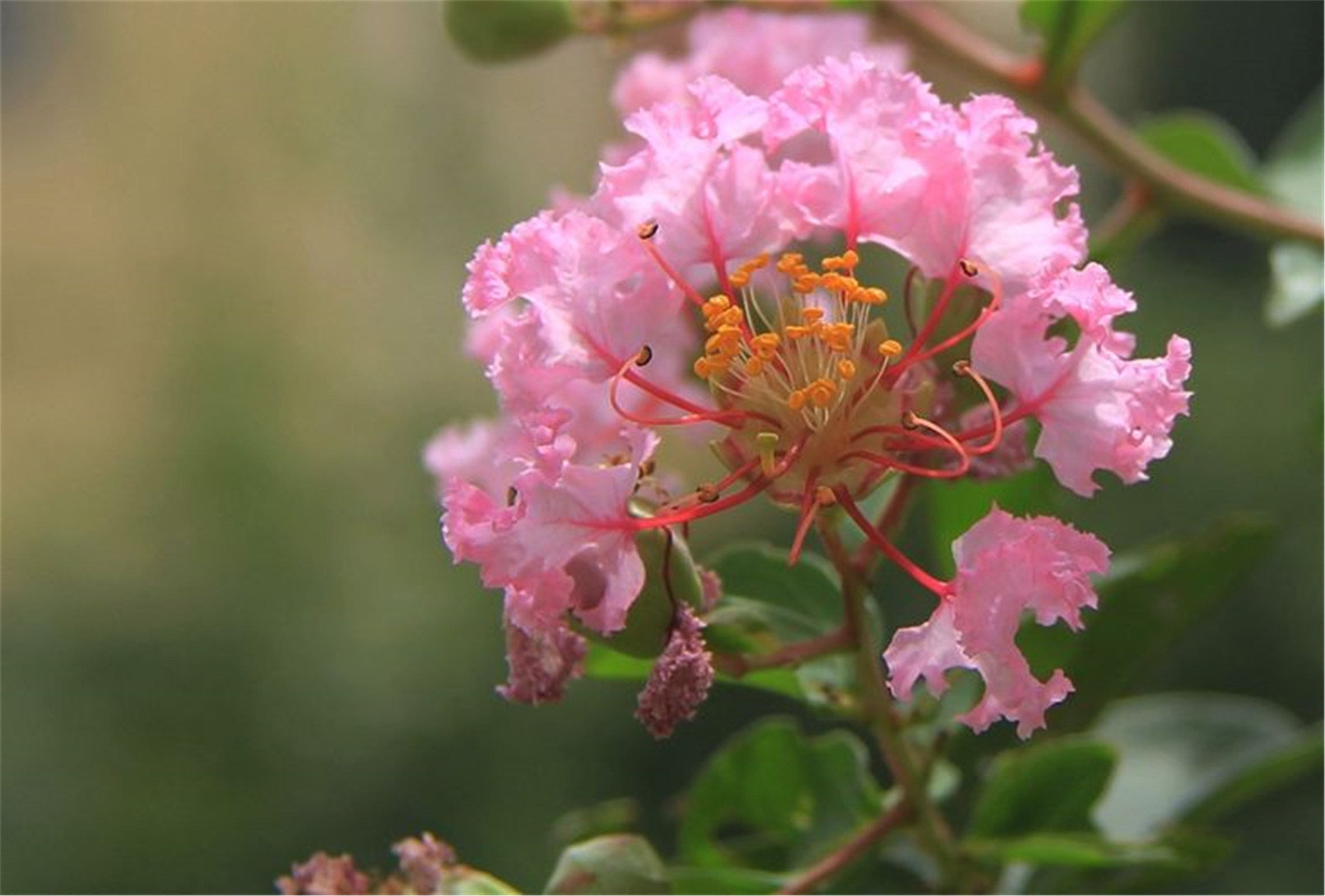  p>小花紫薇(学名: i>lagerstroemia micrantha /i> merr.