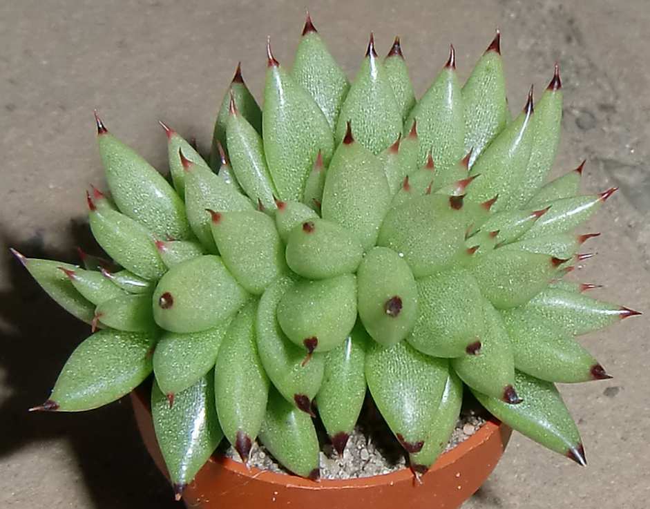  p>石莲花属(echeveria dc.