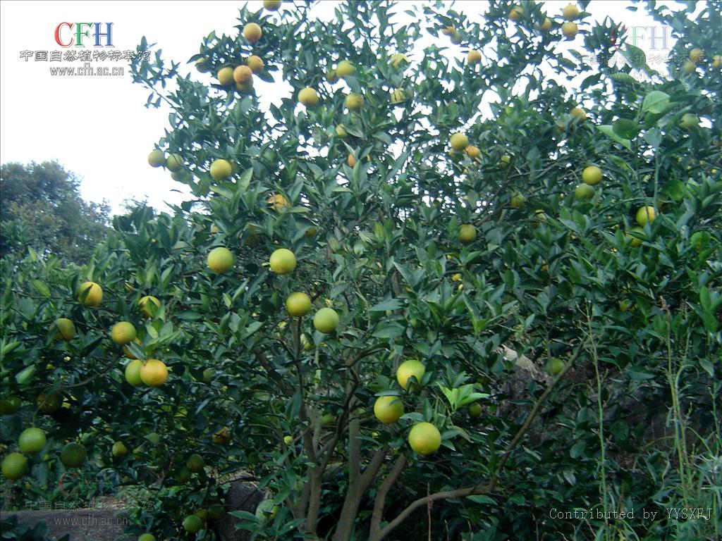  p>柑橘( i>citrus reticulata  /i>blanco)是芸香科,柑橘属植物.