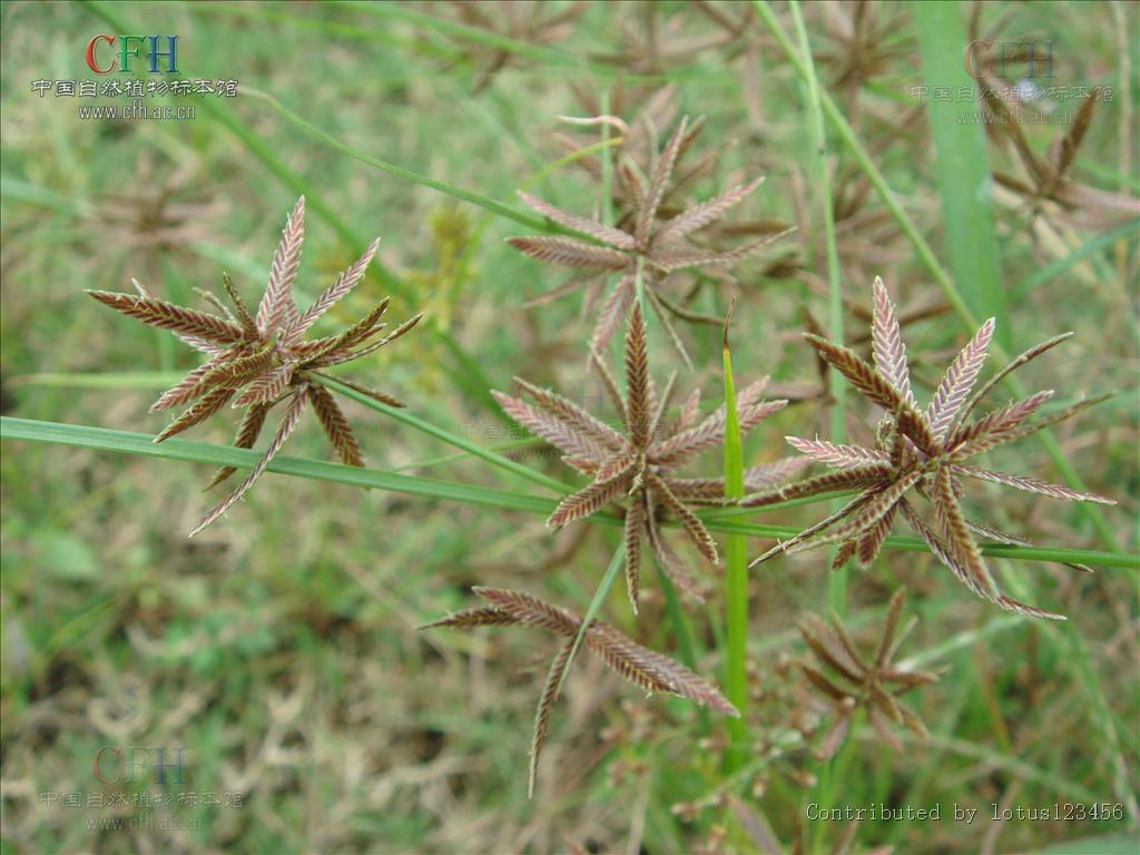 别名: a target="_blank" href="/item/球穗扁莎草/10682761" data