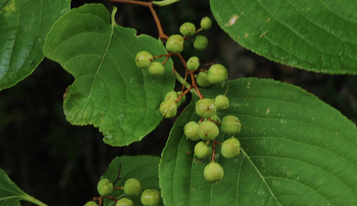 celastrus angulatus maxim.