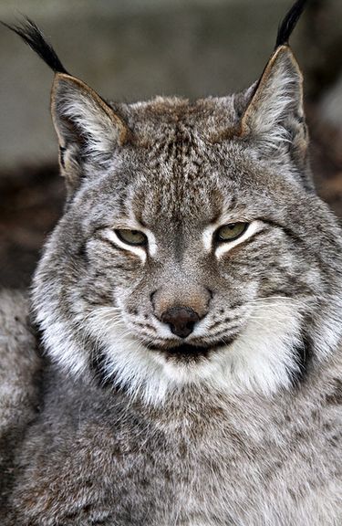  p>猞猁(学名: span class="ref" data-ctrid="sw2qc3bqfp4k"> i>