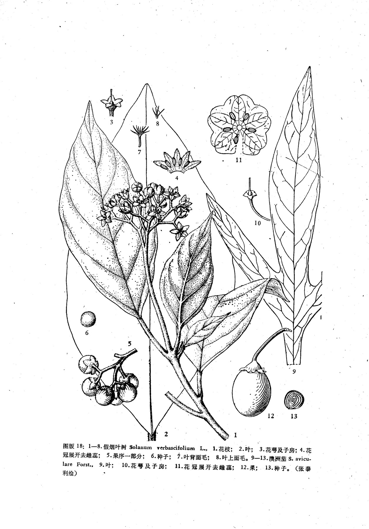  p>假烟叶树,又称野烟叶,茄树,土烟叶,有毒,可以用来做药,假烟叶树无