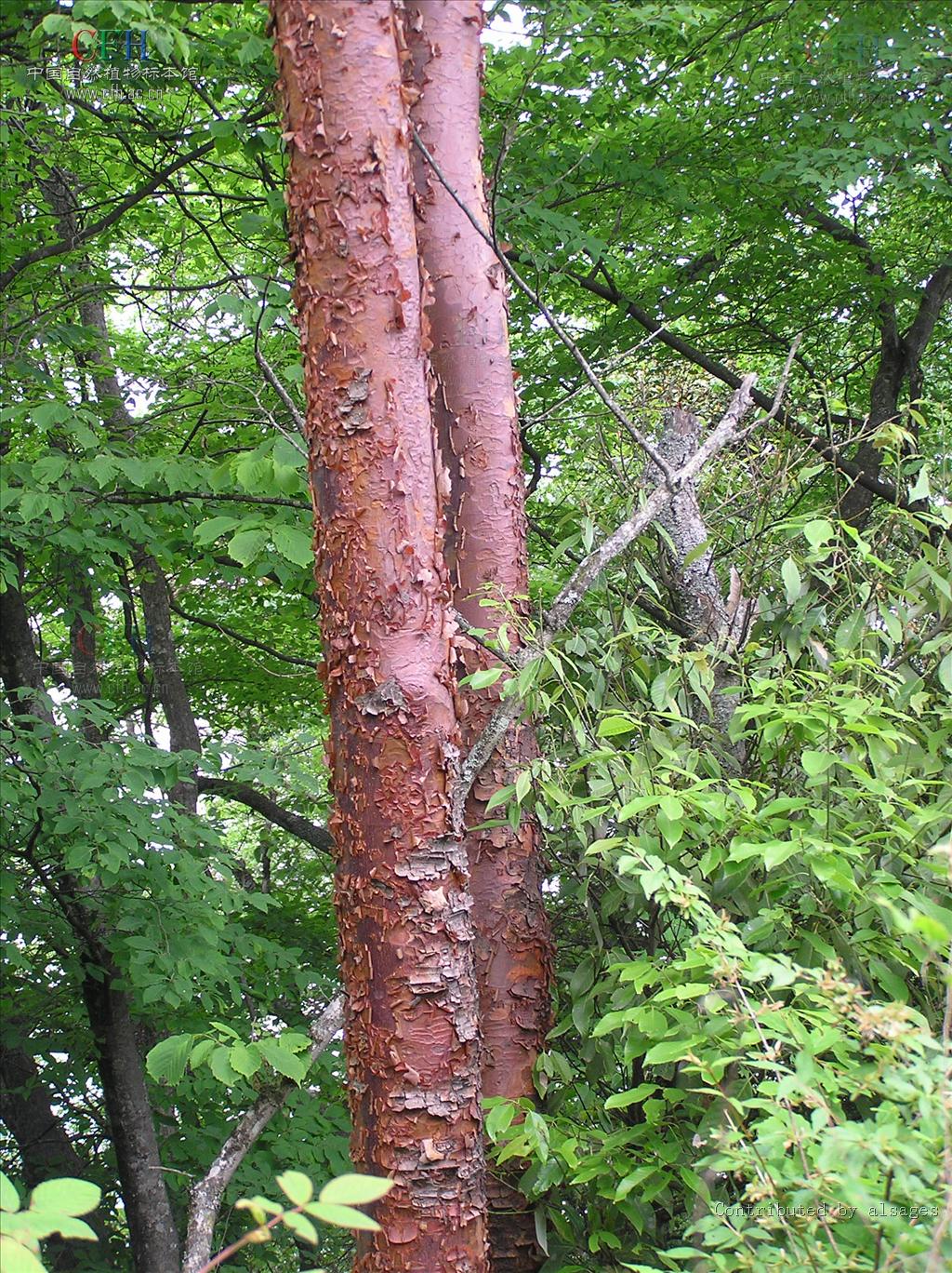  p>血皮槭〔学名: i>acer griseum /i>(franch.