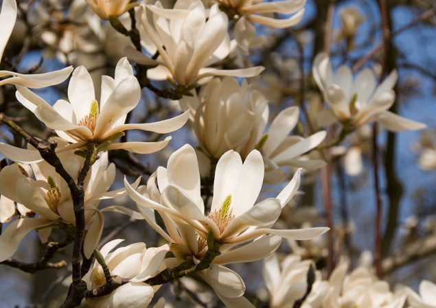  p>武当玉兰(学名: i>yulania sprengeri /i> (pampanini) d. l.