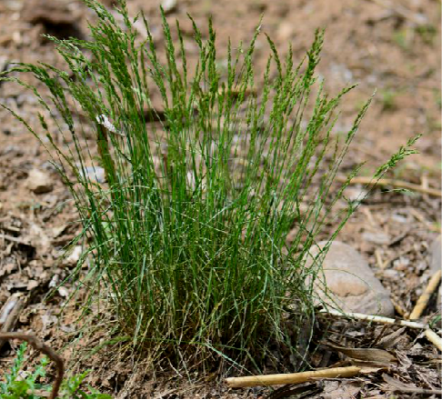 为禾本科植物硬质早熟禾 i>poa sphondylodes /i> trin的地上部分.