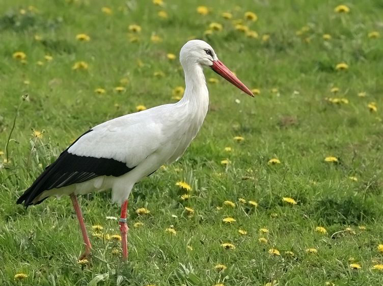  p>欧洲白鹳(学名: i>ciconia ciconia /i>):是一种大型 a href="#"