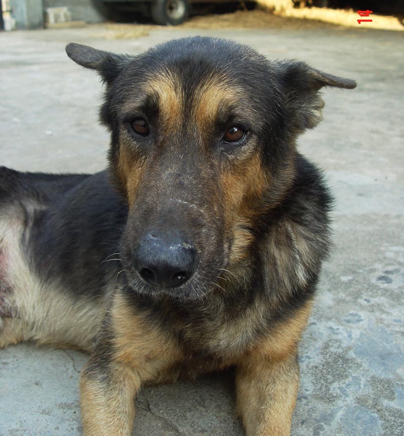 中国昆明犬