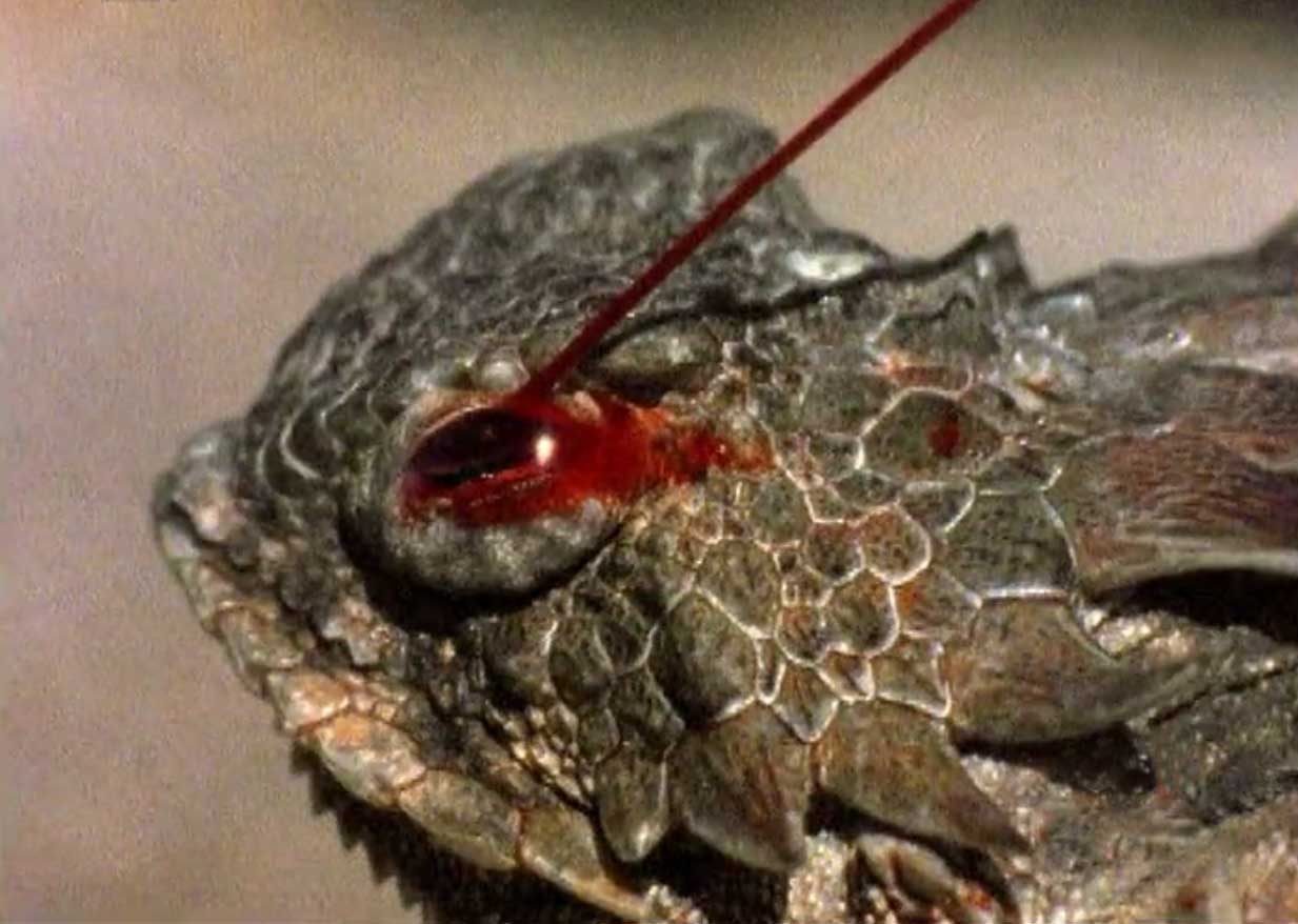 phrynosoma coronatum blainvile,别名冠状角蜥,英文名horned toad