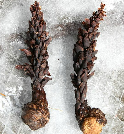  p data-id="gnban0kg65">枇杷芋, a target=