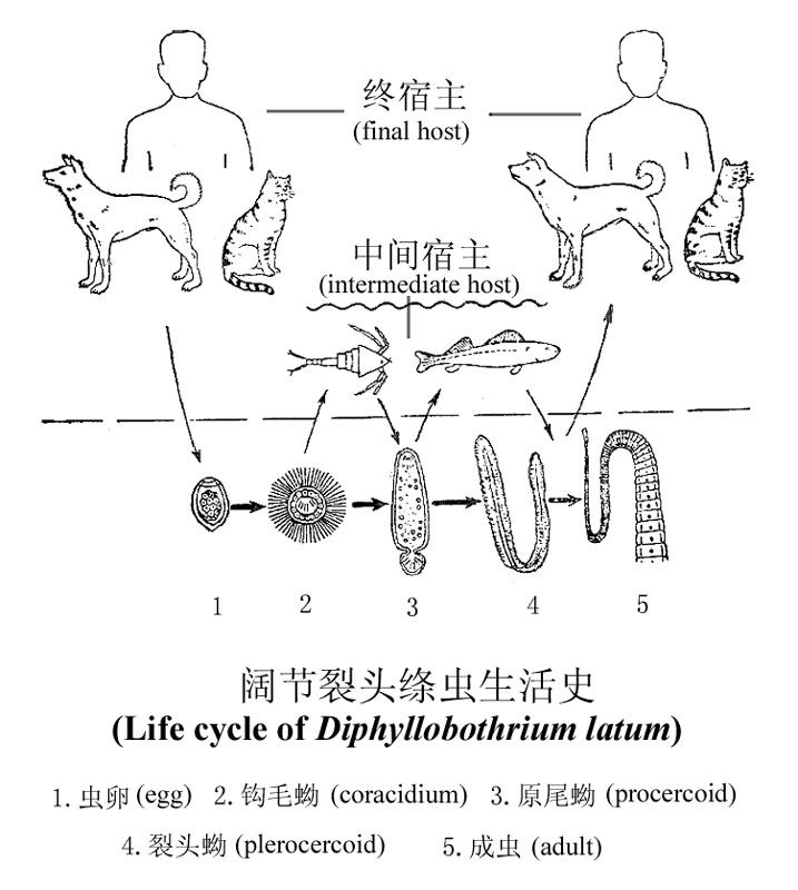 阔节裂头绦虫