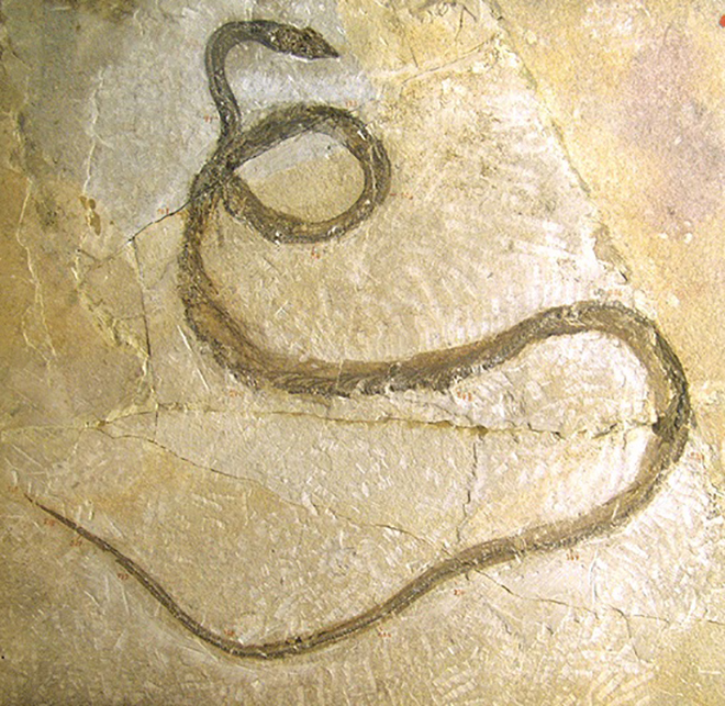  p>古杯蛇是出现于古新世至渐新世的一种古海蛇,小的体长1·5米,大的9