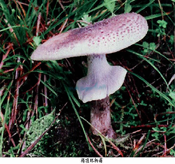  p>褐顶环柄菇(lepiota promineus (fr.