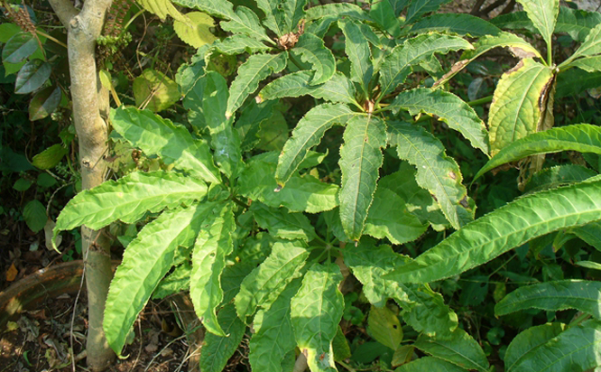  p>细罗伞,小 a href="#">灌木 /a>,高达35厘米,有时具 a href="#"