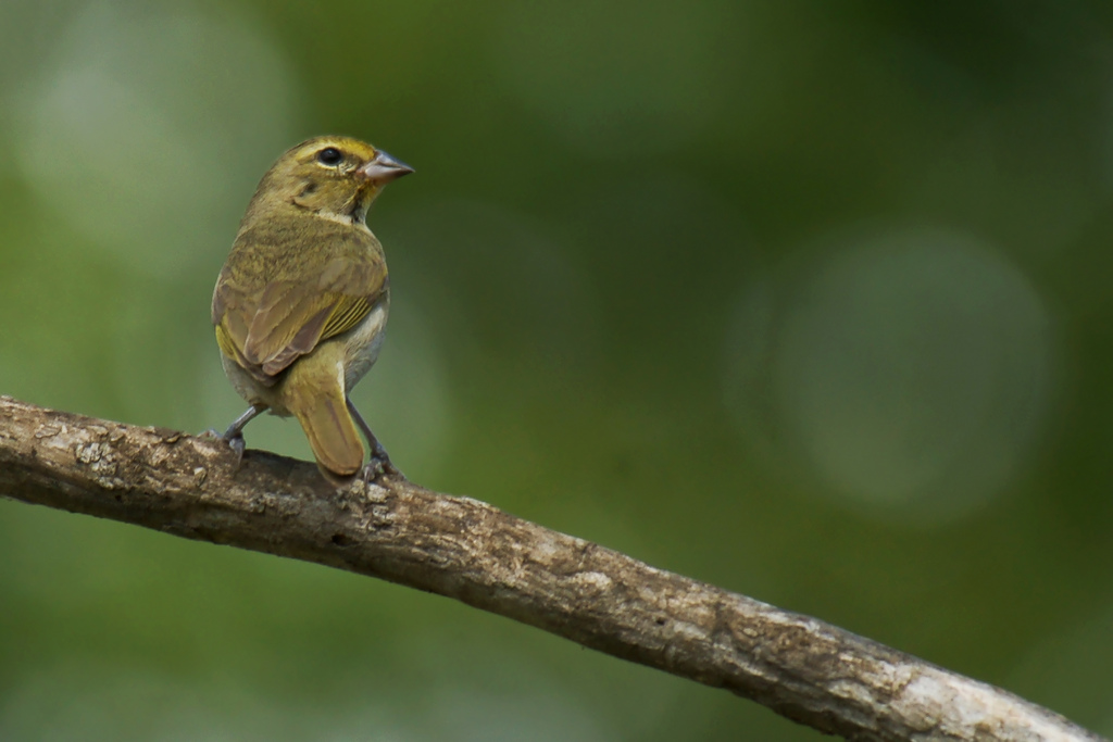  p>黄脸草雀属小型 a target="_blank" href="/item/鸣禽/2173587"