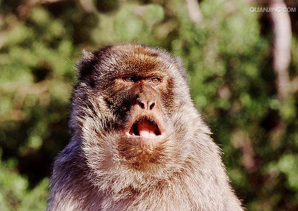  p>狒狒(学名: i>papio /i>):灵长目 a target="_blank" href="/item