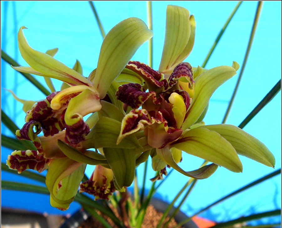  p>萼片是植物组织,指花的最外一环,能保护 a href="#" data-lemmaid=