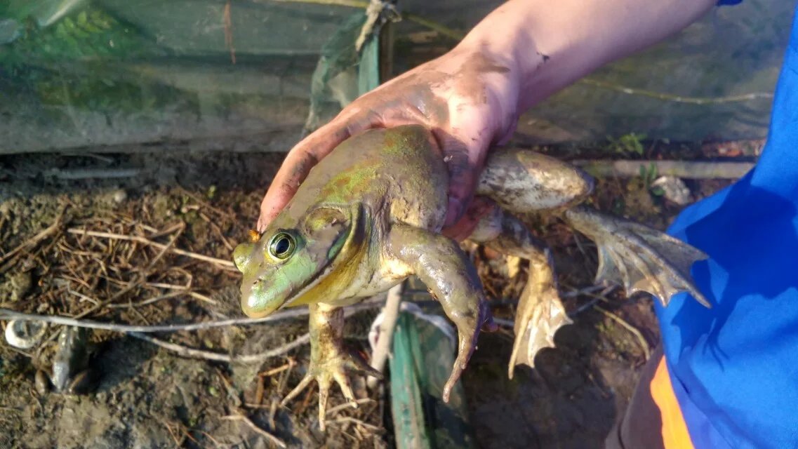  p>牛蛙( i>rana catesbiana  /i>shaw)属于 a target="_blank" href=